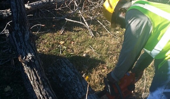 full service tree trimming and tree removal in DFW